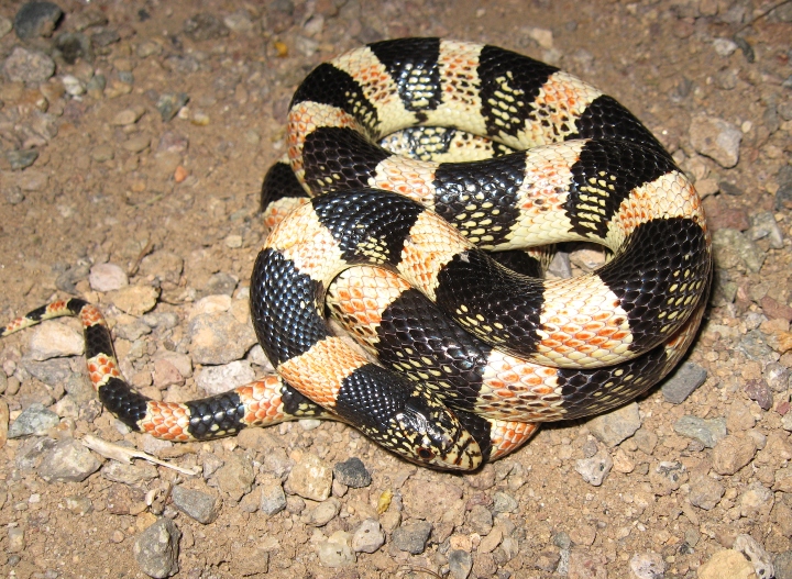 Longnose Snake